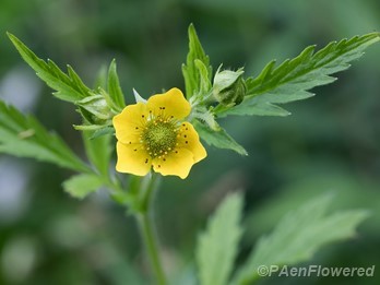 Yellow avens